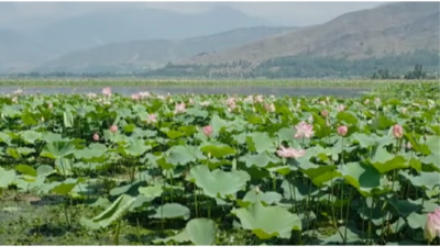 Pink paradise: Lotus beds re-emerge after 25 years; J&K’s Wular lake in full bloom |
