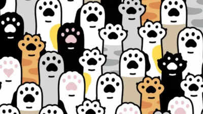 Optical Illusion: Spot the hidden heart among cat paws in under 7 seconds! |