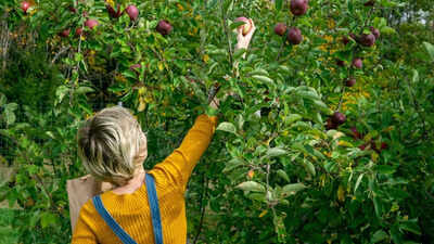 Best tropical fruits: Banana, papaya, and more to grow this monsoon for better health and boosting immunity |