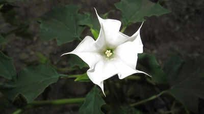 Datura: The sacred night-blooming flower you can grow at home by following these 10 steps |