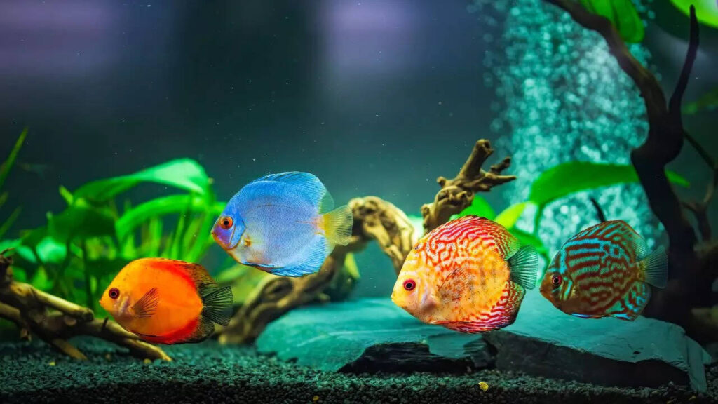 5 important things to know before setting an aquarium