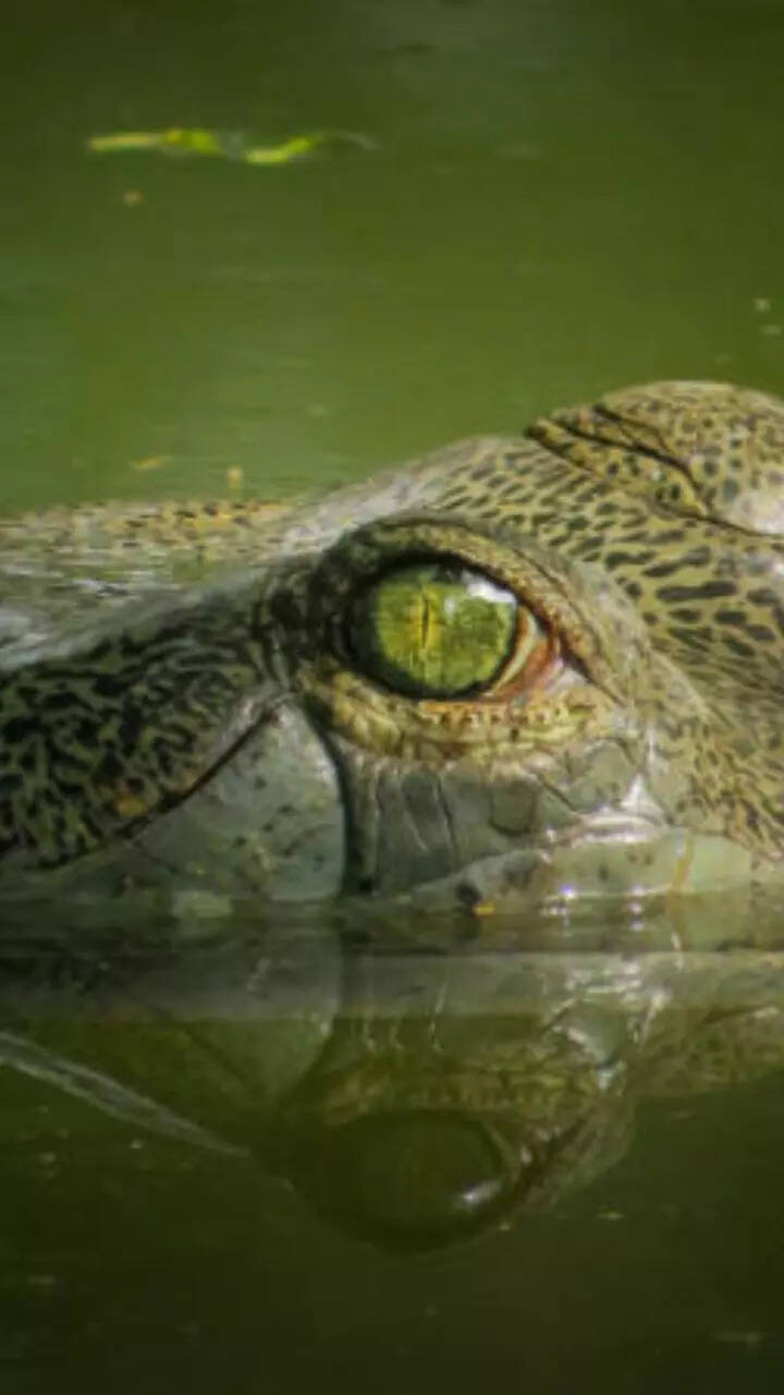 How do they survive? 10 animals that rarely eat​