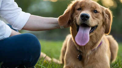 10 signs that show your dog is truly happy (and likely healthy) |
