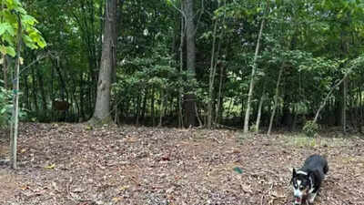 Optical Illusion: Can you spot the hidden deer in this forest illusion? Only the sharpest minds can