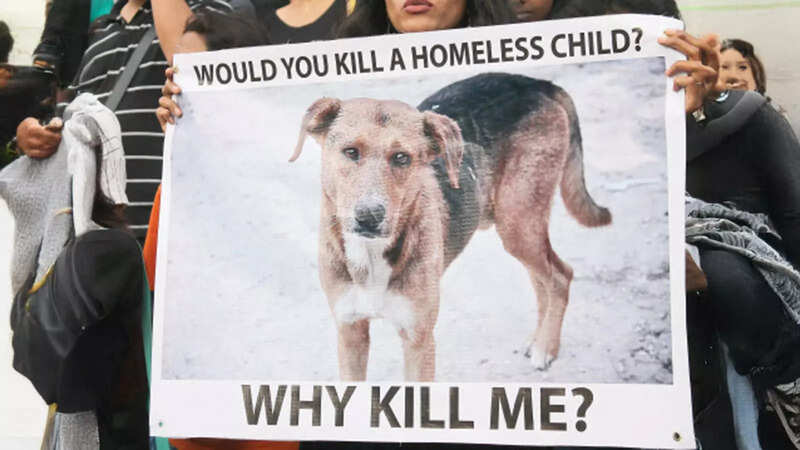 Stray Dogs: Will Kerala’s plan to kill ‘ill’ and ‘dangerous’ stray dogs work?