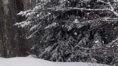 Optical Illusion: Only the most observant can spot the hidden dog in this picture. Can you?