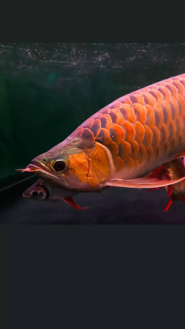 10 things to know before getting an Arowana fish for good luck