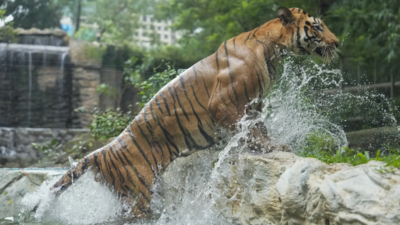 Tiger population tells success of India’s wildlife conservation story but challenges remain | India News