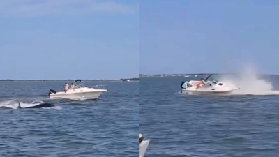 Watch: 20-foot-long whale killed after boat collision in New Jersey; passenger thrown overboard