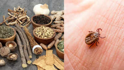 6 Powerful herbs for Lyme Disease: Natural remedies that support recovery from tick-borne infections |