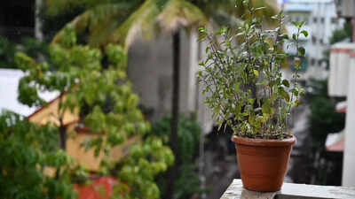 Why every home needs a tulsi plant: 9 powerful health and spiritual benefits |