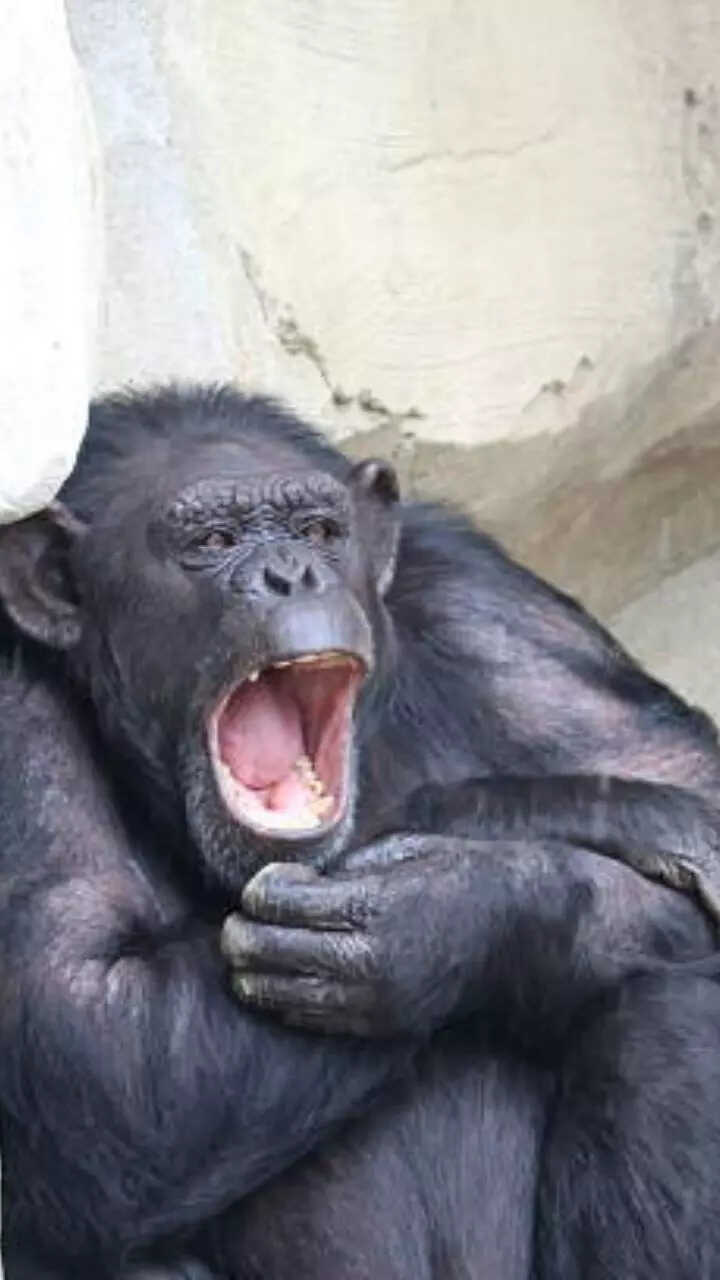 ​10 animals who are known to throw toddler like tantrums!​