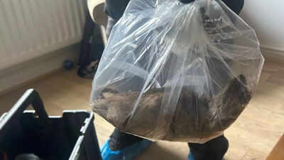 Massive 22-inch rat found in UK home, residents call for action as sightings surge: “Bigger than my grown cat” | World News