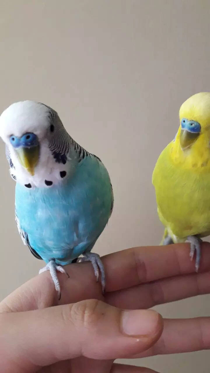 10 things to know before getting Budgerigars (Budgies) as pets