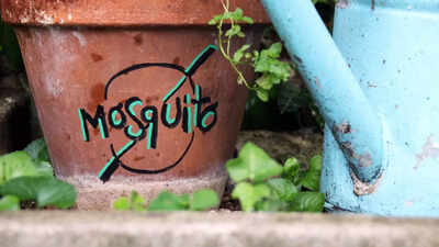 8 plants for keeping mosquitoes away naturally |