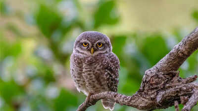 Where to see the rare forest owlet in India: 7 top destinations for birdwatchers |
