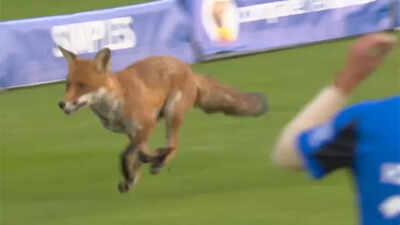 Fox on the field! Lord’s crowd erupts as wild visitor interrupts The Hundred 2025 season opener – Watch | Cricket News