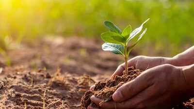 7 smart ways to use hydrogen peroxide for healthier plants: Treat fungus, root rot, and more |