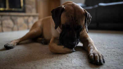 Why do dogs lick their paws: Know is it allergy, infection, anxiety or something else? |
