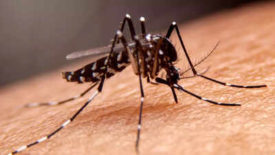 Is it really dengue? Diseases with similar signs as dengue fever |