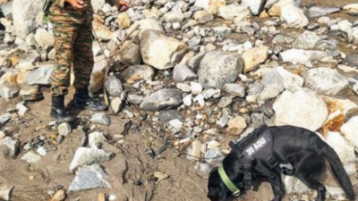 ‘Hope on four paws’: 6 Army super dogs scour Dharali’s ruins for flood survivors; sniffing out human scent up to 18ft deep | Dehradun News