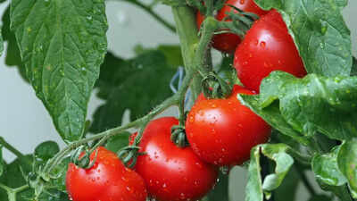Grow healthier, bigger tomatoes with this one natural garden waste ingredient |