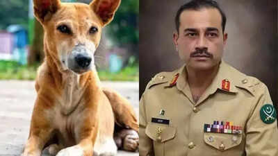 Evening news wrap: India rebuffs Pak’s ‘nuclear blackmail’, slams Munir; SC rules on Delhi stray dog menace & more | India News