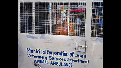 Delhi dog menace: Authorities to catch, relocate 6k strays, bar NGOs from releasing them back, seek govt land for shelters; inside MCD’s action plan | Delhi News