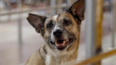 ‘Hope this is implemented strictly’: Families of dog bite victims welcome SC order; ask those opposing to adopt | India News