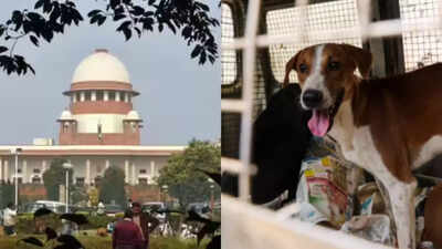 Delhi-NCR stray dogs order: Cheers from victims’ kin; activists, celebs push humane approach | India News