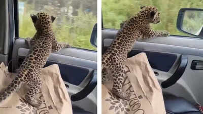Viral video shows man taking leopard cub in car; IFS officer explains why it’s dangerous |