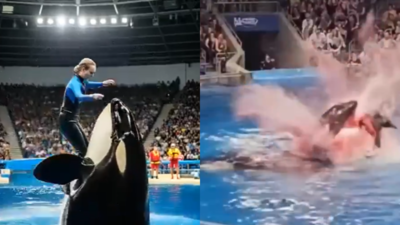 Why people fell for the Jessica orca hoax and how to spot the fakes