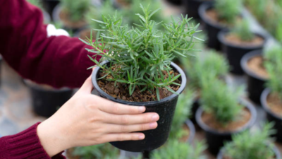 Rosemary plant: How to spot the real one from look-alikes