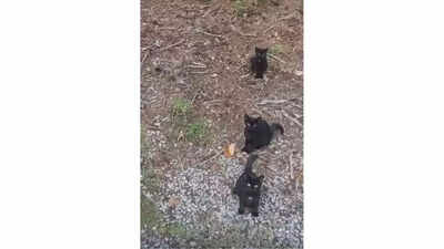 Optical Illusion: Only sharp eyes will spot the sneaky fourth cat before the clock hits zero!