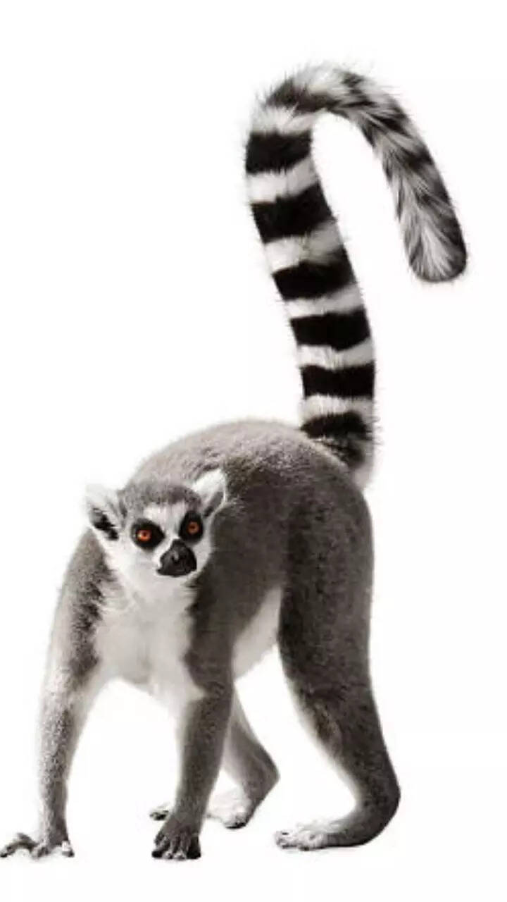 Love it or lose it: 8 animals and their ‘Tail-drama’​