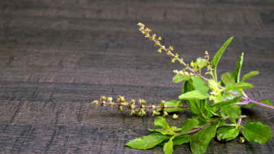 Tulsi can reduce cortisol by 36%; here’s how it works and the right way to use it