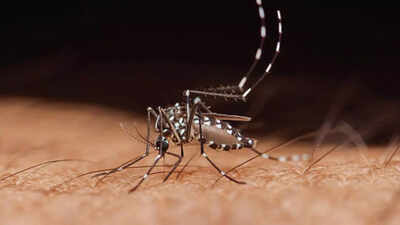 Dengue cases rise again: here’s how to remain safe