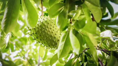 Can Soursop leaves, commonly found in South India, cure cancer? This is what American researchers say |