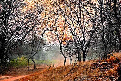 After vehicle breakdown, guide abandons Ranthambore tourists | India News