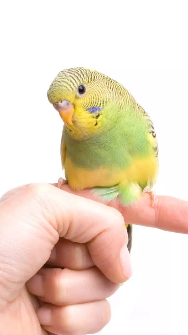 10 beautiful pet birds for beginners: Easy-to-care feathered companions