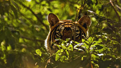 Largest tiger reserve in India; all you need to know |