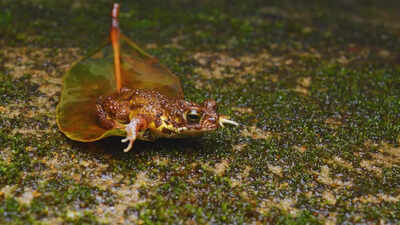From rare toads to chasing waterfalls: 5 reasons why Amboli is every nature lover’s dream adventure |