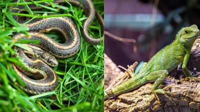 How to keep reptiles out of your garden during monsoon: Effective tips for a safe outdoor space |