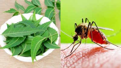 Neem leaf extract helps fight dengue and speeds up recovery: Study |