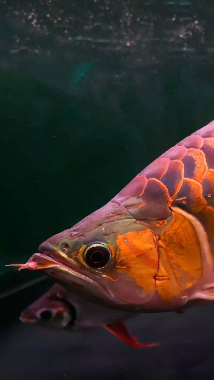 10 types of fish that are difficult to keep in home aquariums