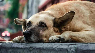How to protect yourself from street dogs: Safety tips that work |