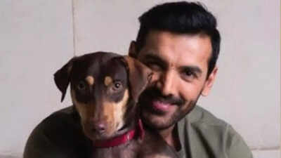 Supreme Court revises decision on stray dogs in Delhi; John Abraham REACTS: ‘I am thankful…’ | Hindi Movie News