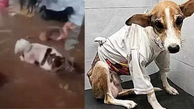 Mumbai rains: Animal shelter housing 91 strays floods; 2 dogs, 3 cats die | Mumbai News