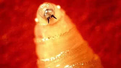 Flesh-eating parasite resurfaces in US: Maryland confirms first human screwworm case — what makes it so dangerous?