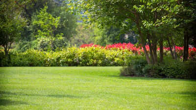 5 essential insects that protect your plants and reduce garden pests |